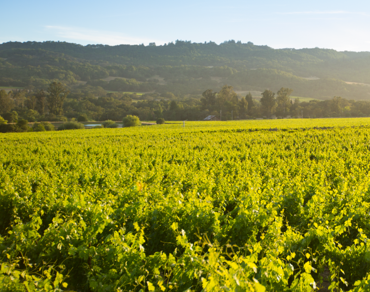 Jackson Park Vineyard